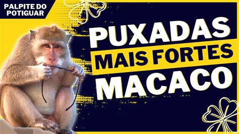 puxada do macaco jogo bicho